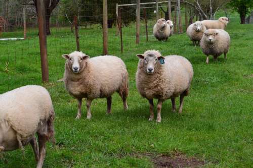 Sheep Gippsland Victoria Australia Landscape Rural