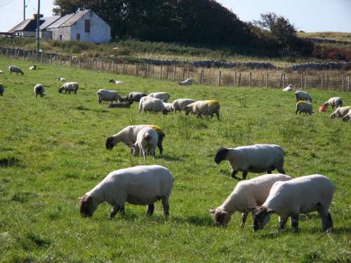 Sheep Pasture Rural Farm Flock Graze Countryside