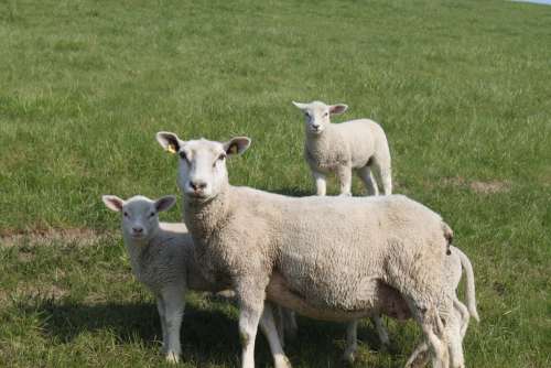 Sheep Dyke Lamb Animal Dike Nordfriesland Meadow