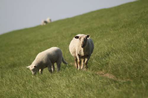 Sheep Dyke Lamb Animal Dike Nordfriesland Meadow