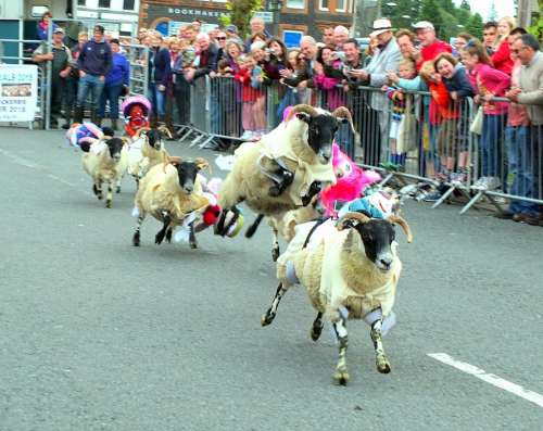 Sheep Race Racing Fun Fair People Happy