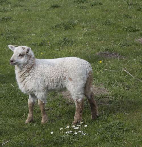 Sheep Lamb Animal Cute Animal World Nature Fur