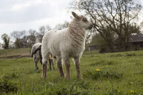 Sheep Lamb Animal Schäfchen Cute Animal World