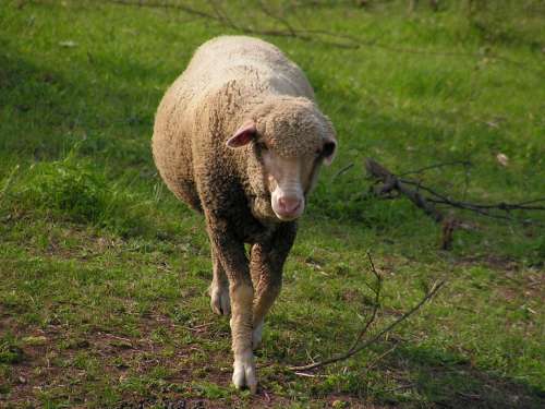 Sheep Pasture The Successive Mammal Animal