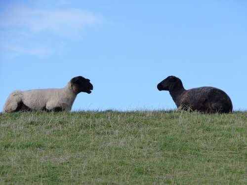 Sheep Wool East Frisia Dike Black White Opposites