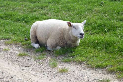 Sheep Animal Close Up Grass Rest Meadow Dike