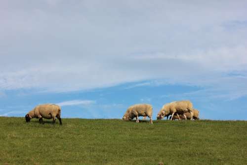 Sheep Dike Varel North Sea