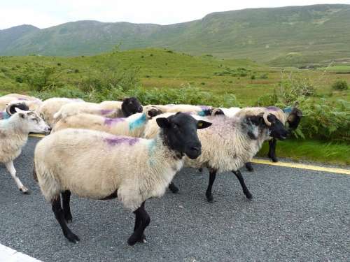 Sheep Road Flock Wool Ireland