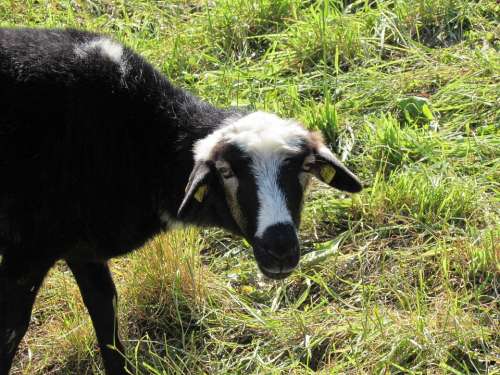 Sheep Grass Graze Animal