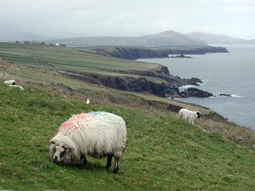 Sheep Coastline Ireland Landscape Bay Sea Coast