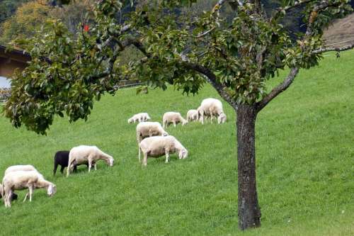 Sheep Flock Flock Of Sheep Graze Animals Pasture
