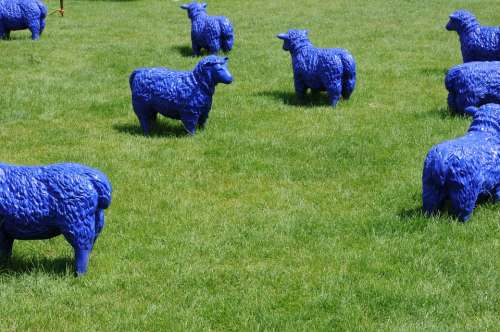 Sheep Blue Art Pasture Flock Modern Art Rush