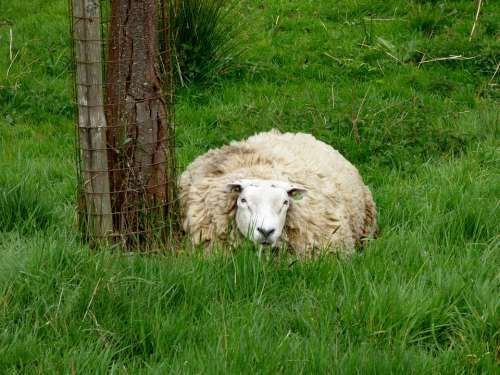 Sheep Animal Pasture Grass
