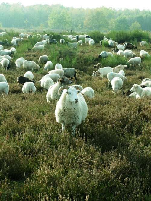 Sheep Heide Flock Pasture Agriculture Animals