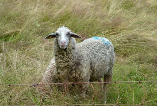 Sheep Pasture Meadow Grass Wool Sheep'S Wool