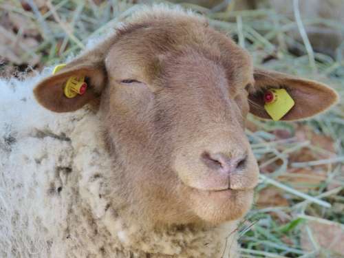 Sheep Sheepshead Eyes Animal Mammal Pasture