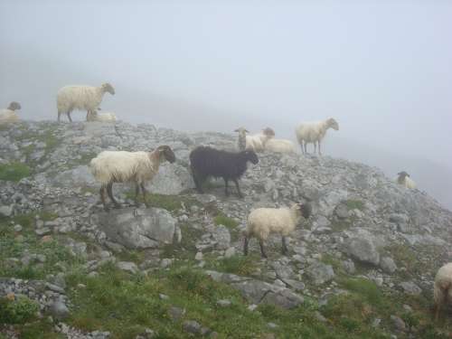 Sheep Black Animal Ascension Peak Urriellu Fog