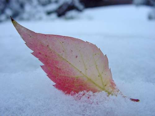 Sheet Snow Autumn Red Leaf Weather The First Snow