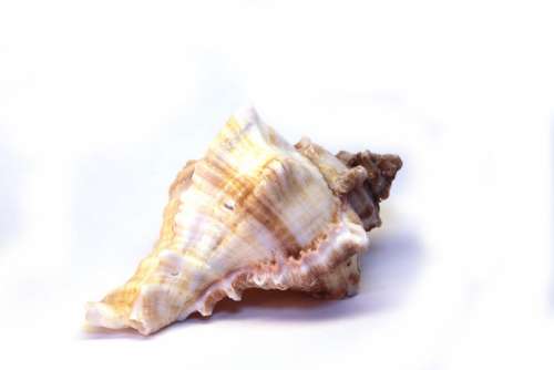 Shell Snail Spiral Beautiful Isolated Mussels