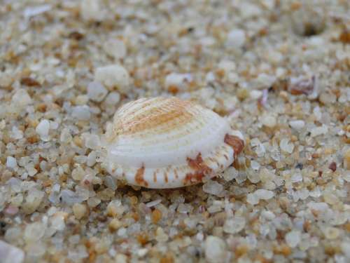 Shell Sea Beach