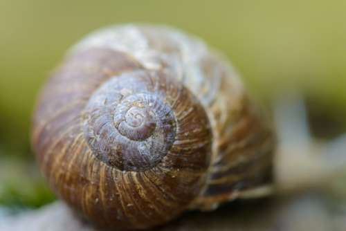 Shell Snail Blurred Background Spiral Pattern