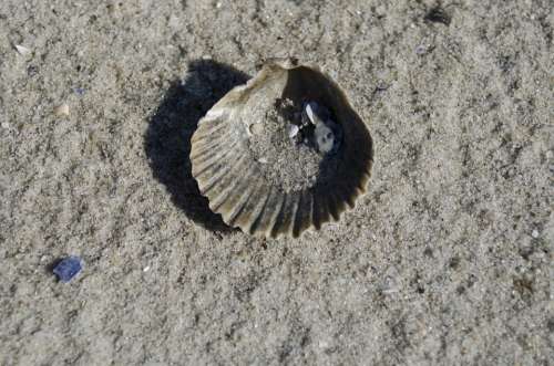 Shell Seashell Clam Ocean Sand Beach