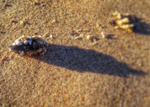 Shell Mussel North Sea Close Up Beach