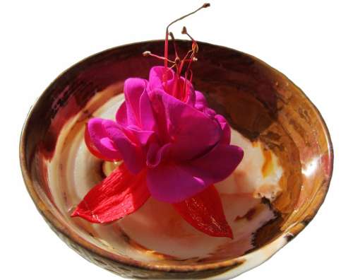 Shell Blossom Bloom Decoration Flower Wellness