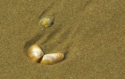 Shell Close Up Sea Sand Water Beach Coast