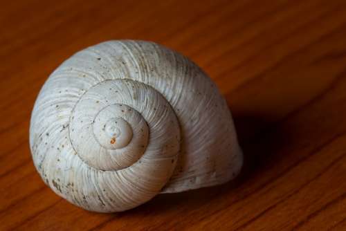 Shell Snail Feed Detail Blurred Background Spiral