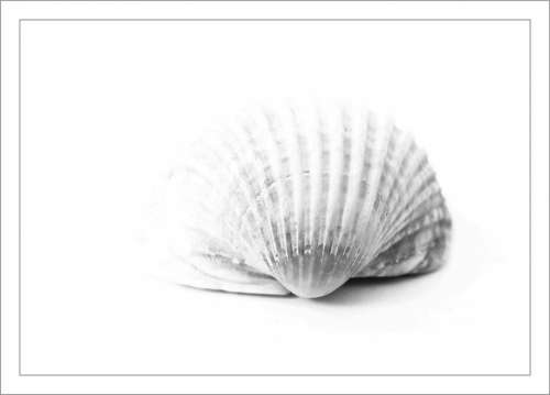 Shell Close Up Sea Animal Nature Animal