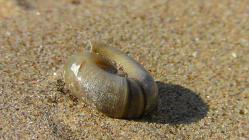 Shell Snail Close Up Sea Snail Casing Beach Sand