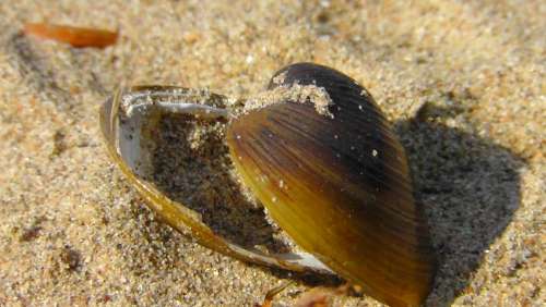 Shell Casing Sand Sand Beach Nature Mussels