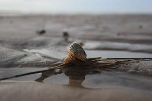 Shell North Sea Wadden Sea Sea Beach Ebb Sky