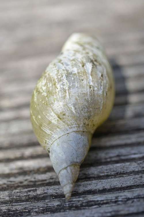 Shell Snail
