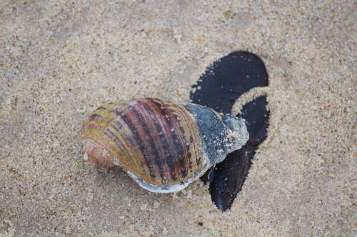 Shell Stone Beach Sand