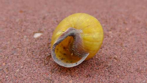 Shell Snail Invertebrates Molluscs Animals