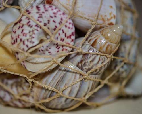 Shells Scallops Twine Sea Imprisoned Souvenir