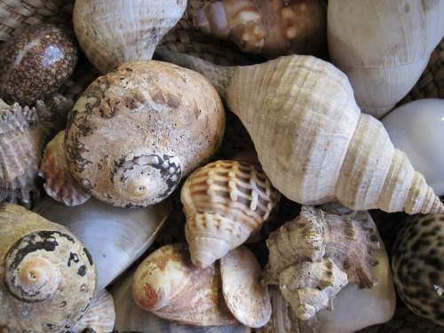 Shells Sea Assorted Collection White