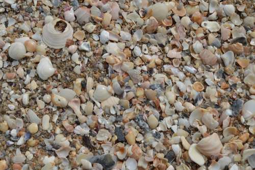 Shells Macro Beira Mar Mar