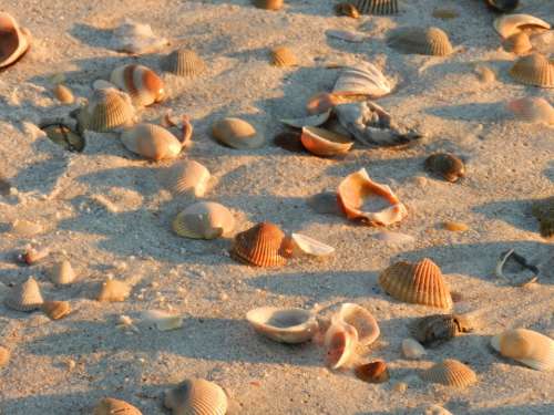 Shells Beach Sand Seashell Shore