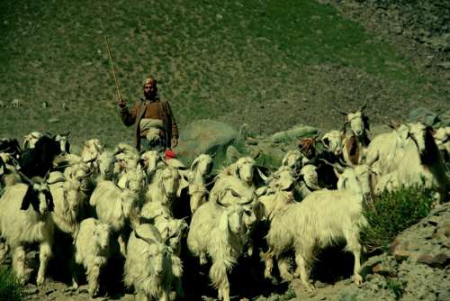 Shepherd Ladakh India Tibet