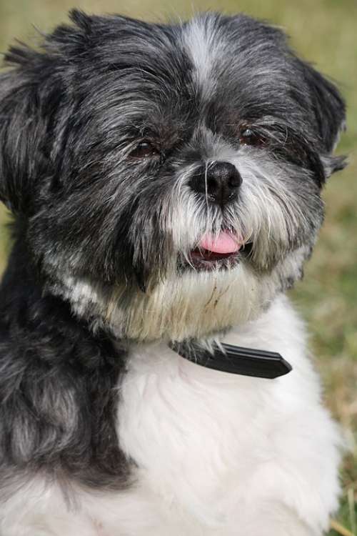 Shih Tzu Dog Cute Adorable Close-Up Canine Pet