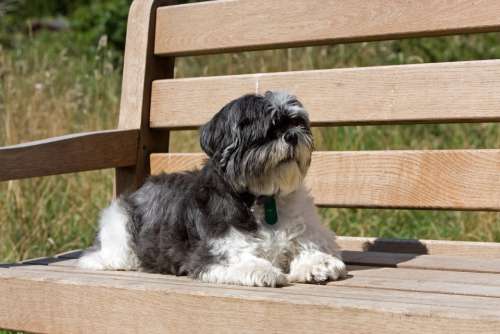Shih Tzu Dog Laying Bench Seat Wooden Resting