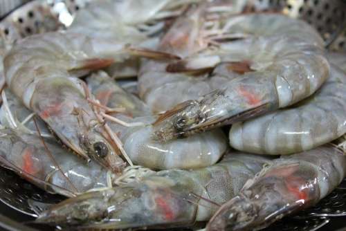 Shrimp Biology Steamed Shrimp Cooking Food