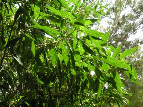 Shrub Greenery Leaves Foliage Vegetation Plant