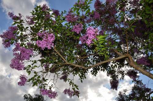 Shrub Lilac Bloom Tree Bush