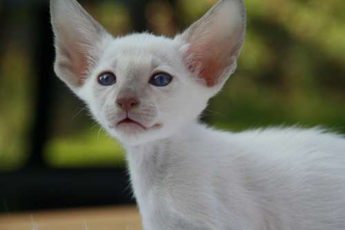 Siamese Cat Kitten Cat Cat Baby Fur Charming