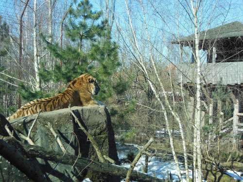 Siberian Tiger Predator Endangered Animals Male