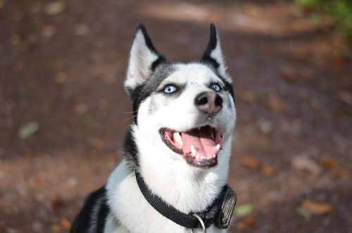 Sibirian Husky Husky Dog Sunny Blue Eyes Snow Dog